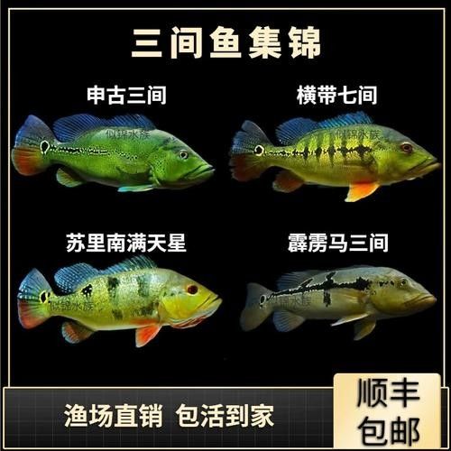 推薦一些與巴西亞魚混養的龍魚品種（如何與巴西亞魚混養龍魚？）