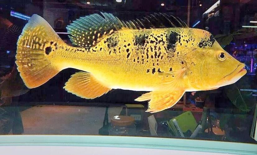 推薦一些與巴西亞魚混養的龍魚品種（如何與巴西亞魚混養龍魚？）
