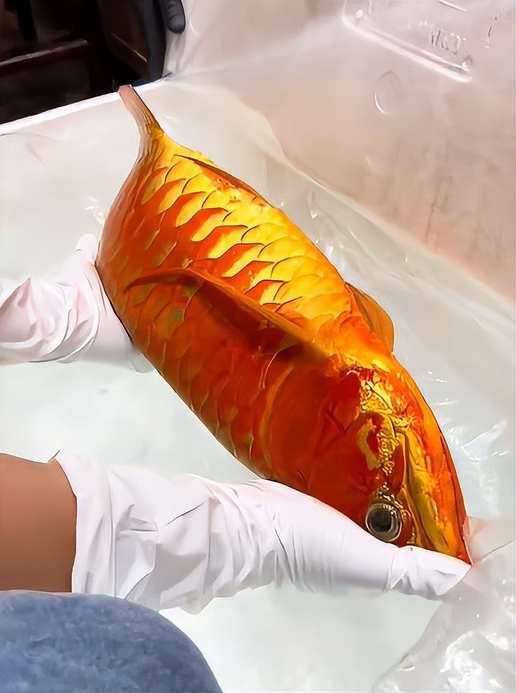 龍魚手術費用大概是多少 龍魚手術費用大概是多少 龍魚百科 第1張