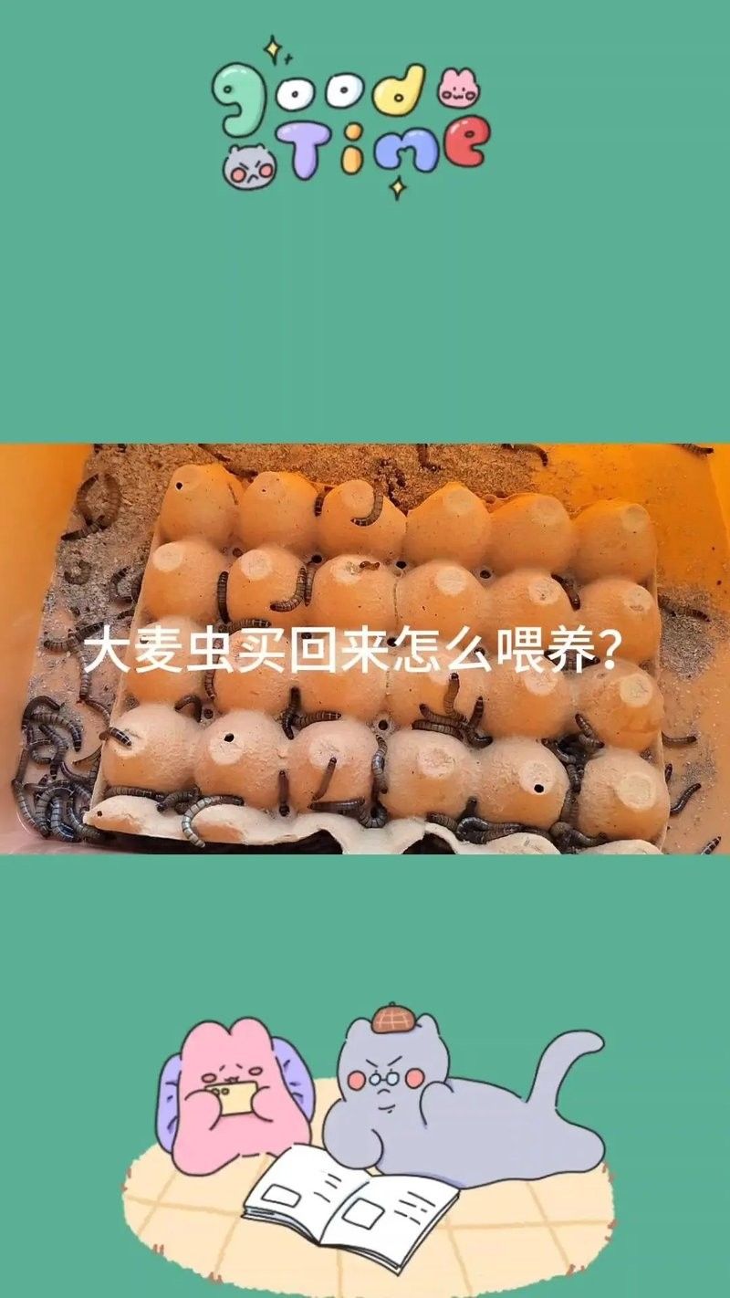 如何飼養(yǎng)面包蟲和大麥蟲？（面包蟲和大麥蟲哪個更有營養(yǎng)面包蟲和大麥蟲哪個更有營養(yǎng)） 如何飼養(yǎng)面包蟲和大麥蟲？（面包蟲和大麥蟲哪個更有營養(yǎng)面包蟲和大麥蟲哪個更有營養(yǎng)） 龍魚百科 第2張