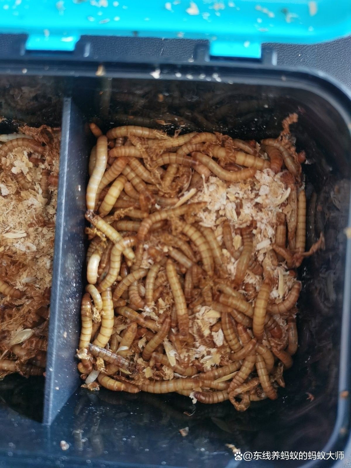 如何飼養(yǎng)面包蟲和大麥蟲？（面包蟲和大麥蟲哪個更有營養(yǎng)面包蟲和大麥蟲哪個更有營養(yǎng)） 如何飼養(yǎng)面包蟲和大麥蟲？（面包蟲和大麥蟲哪個更有營養(yǎng)面包蟲和大麥蟲哪個更有營養(yǎng)） 龍魚百科 第4張