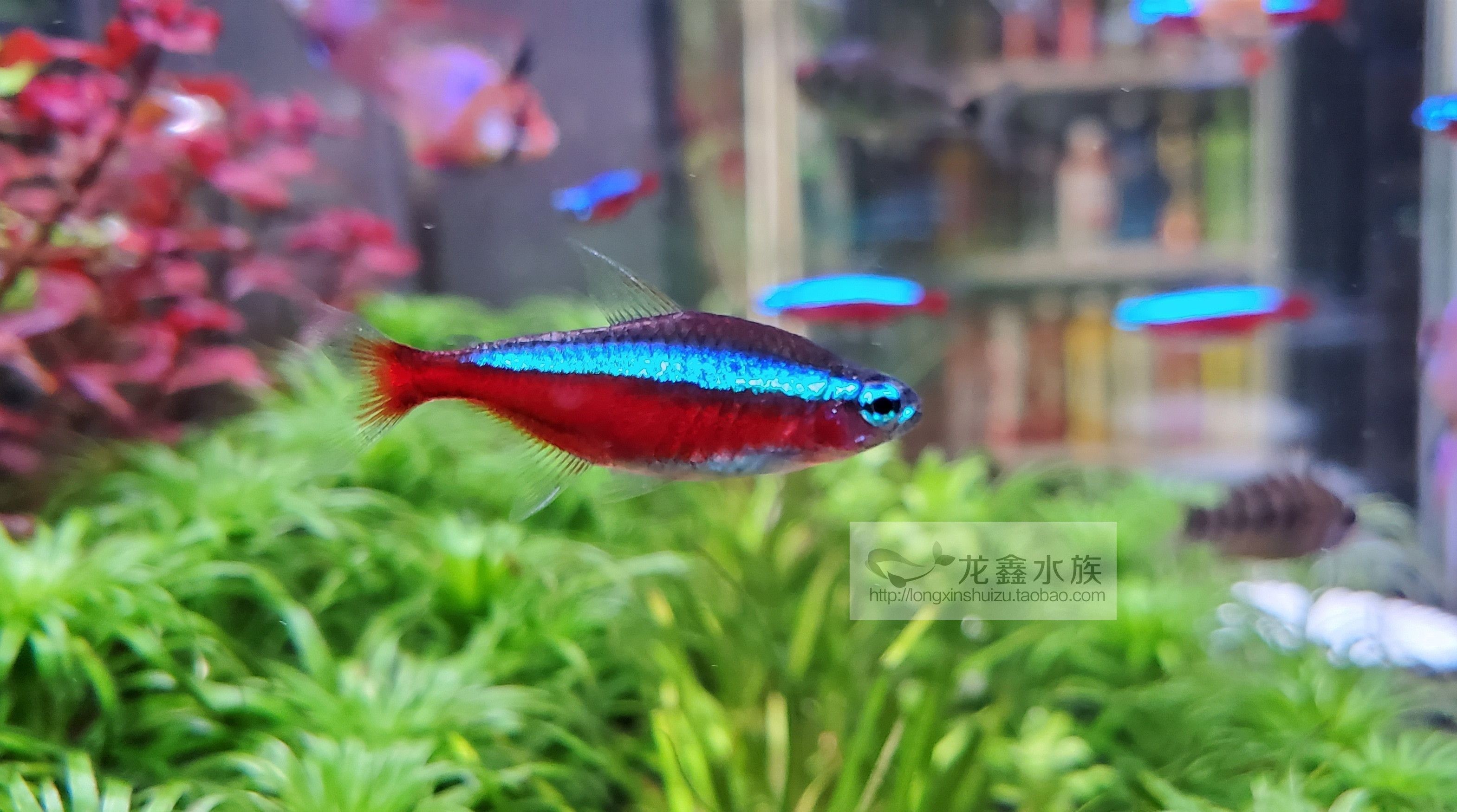 紅的觀賞魚叫什么名字（紅色觀賞魚的起源與分類） 紅的觀賞魚叫什么名字（紅色觀賞魚的起源與分類） 觀賞魚百科 第1張