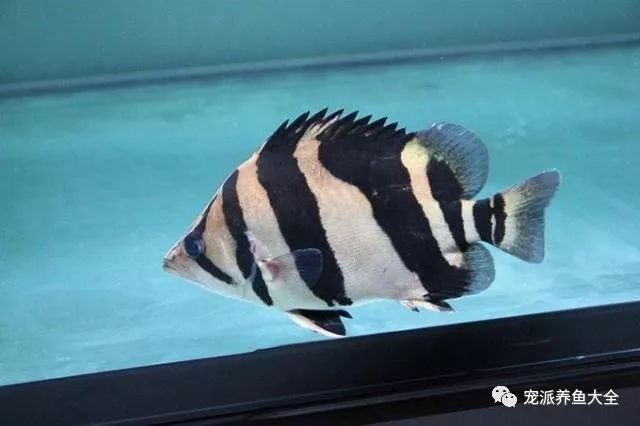 龍魚和虎魚發(fā)色秘訣（龍魚與虎魚的發(fā)色秘訣） 龍魚和虎魚發(fā)色秘訣（龍魚與虎魚的發(fā)色秘訣） 龍魚百科 第5張