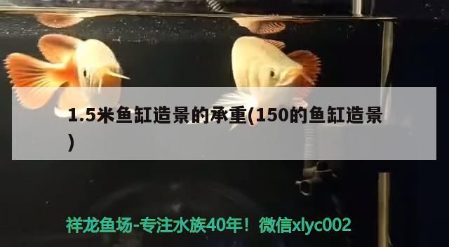1.5米魚缸造景的承重(150的魚缸造景)（1.5米的魚缸養什么魚）