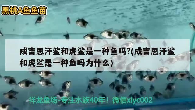 飼料 成吉思汗鯊和虎鯊是一種魚嗎?(成吉思汗鯊和虎鯊是一種魚嗎為什么)(成吉思汗鯊和成吉思汗鯊和成吉思汗鯊和成吉思汗鯊有什么區別) 觀賞魚百科 成吉思汗鯊和虎鯊是一種魚嗎?(成吉思汗鯊和虎鯊是一種魚嗎為什么)(成吉思汗鯊和成吉思汗鯊和成吉思汗鯊和成吉思汗鯊有什么區別) 成吉思汗鯊和虎鯊是一種魚嗎?(成吉思汗鯊和虎鯊是一種魚嗎為什么)(成吉思汗鯊和成吉思汗鯊和成吉思汗鯊和成吉思汗鯊有什么區別) 觀賞魚百科