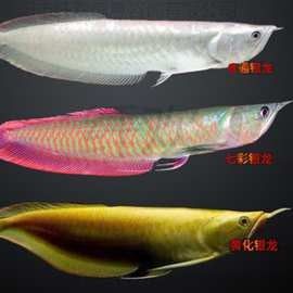 古典金龍魚的價格是多少？