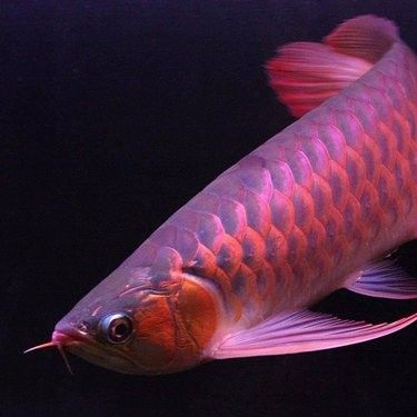 古典金龍魚的價格是多少？