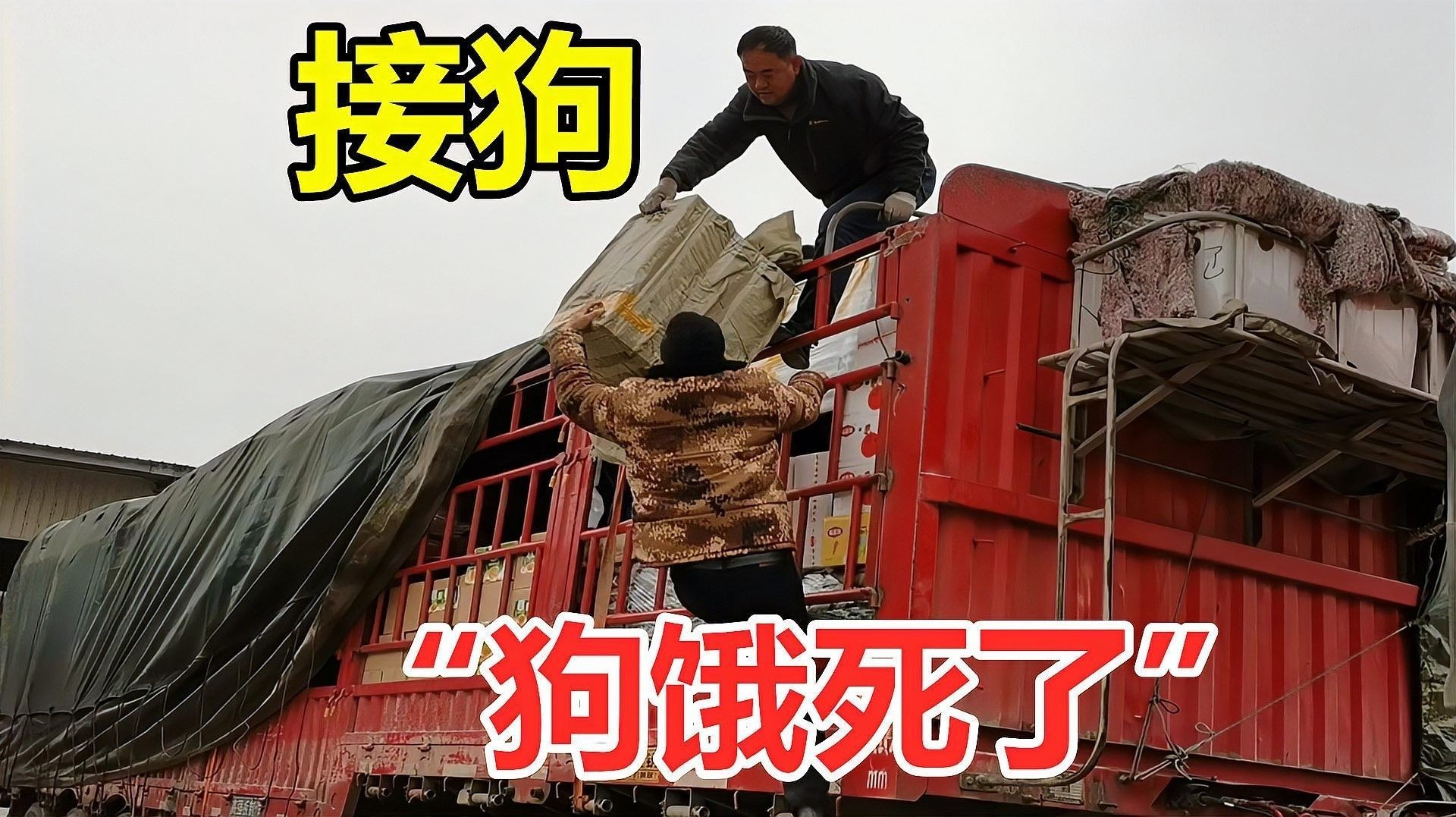 停食期間如何監測水質（停食期間如何監測水質？） 停食期間如何監測水質（停食期間如何監測水質？） 龍魚百科 第1張