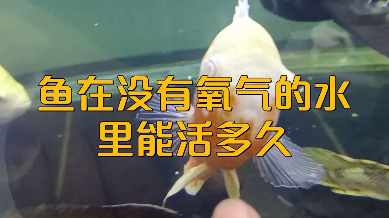 紅龍魚多久不游會死？（紅龍魚的壽命多長） 紅龍魚多久不游會死？（紅龍魚的壽命多長） 龍魚百科 第1張