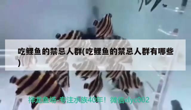 吃鯉魚的禁忌人群(吃鯉魚的禁忌人群有哪些)（吃鯉魚的禁忌人群） 吃鯉魚的禁忌人群(吃鯉魚的禁忌人群有哪些)（吃鯉魚的禁忌人群） 觀賞魚百科
