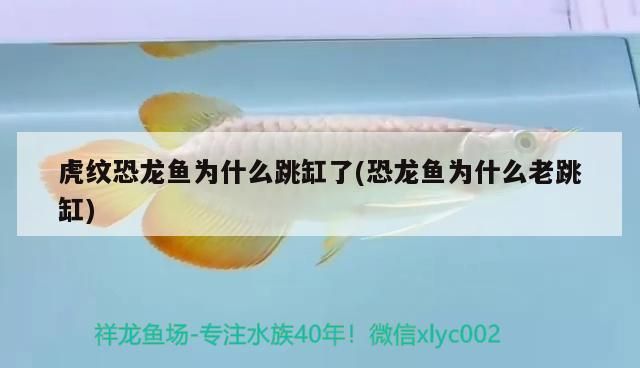 紅龍魚用黃燈烤有用嗎 紅龍魚的最好品種圖片欣賞(紅金龍魚什么品種最好)(虎紋恐龍魚為什么老跳缸了) 觀賞魚百科 紅龍魚的最好品種圖片欣賞(紅金龍魚什么品種最好)(虎紋恐龍魚為什么老跳缸了) 紅龍魚的最好品種圖片欣賞(紅金龍魚什么品種最好)(虎紋恐龍魚為什么老跳缸了) 觀賞魚百科