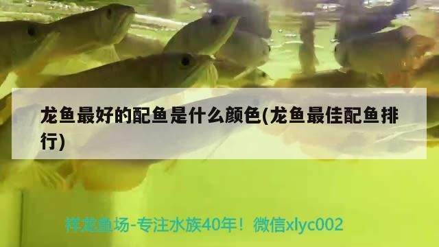 龍魚最好的配魚是什么顏色(龍魚最佳配魚排行)（龍魚最好的配魚是什么顏色）
