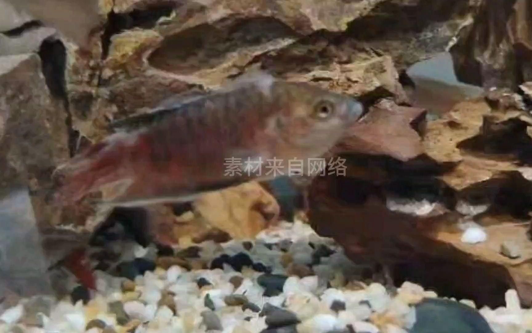 斗魚常見病及治療（斗魚常見疾病及治療方法）