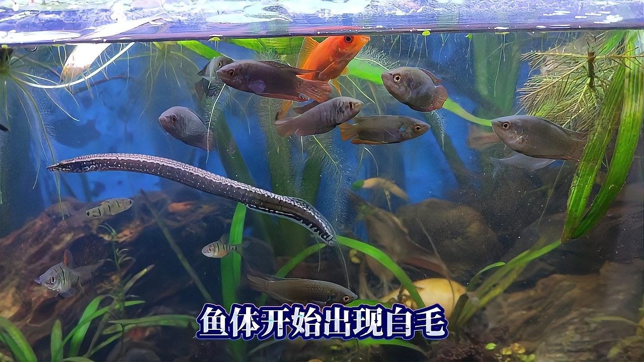 斗魚常見病及治療（斗魚常見疾病及治療方法）
