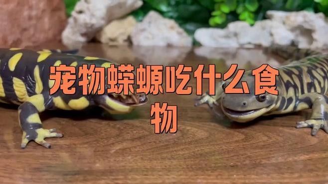 如何為火龍魚蠑螈提供均衡飲食（惠農(nóng)網(wǎng)小火龍蠑螈喂食全攻略）