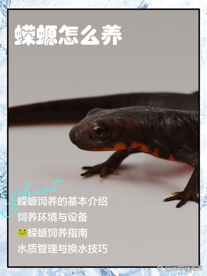 如何為火龍魚蠑螈提供均衡飲食（惠農(nóng)網(wǎng)小火龍蠑螈喂食全攻略）