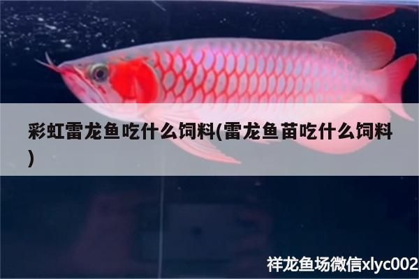 彩虹雷龍魚吃什么飼料(雷龍魚苗吃什么飼料)（七彩雷龍魚養殖七彩虹雷龍魚好養嗎，七彩雷龍魚怎么養）