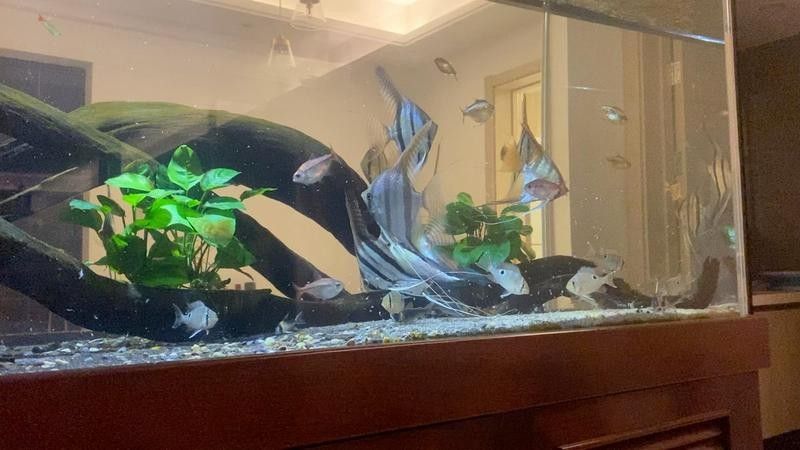 恐龍魚互動性訓(xùn)練多久見效？（恐龍魚互動性訓(xùn)練多久見效） 恐龍魚互動性訓(xùn)練多久見效？（恐龍魚互動性訓(xùn)練多久見效） 龍魚百科 第4張