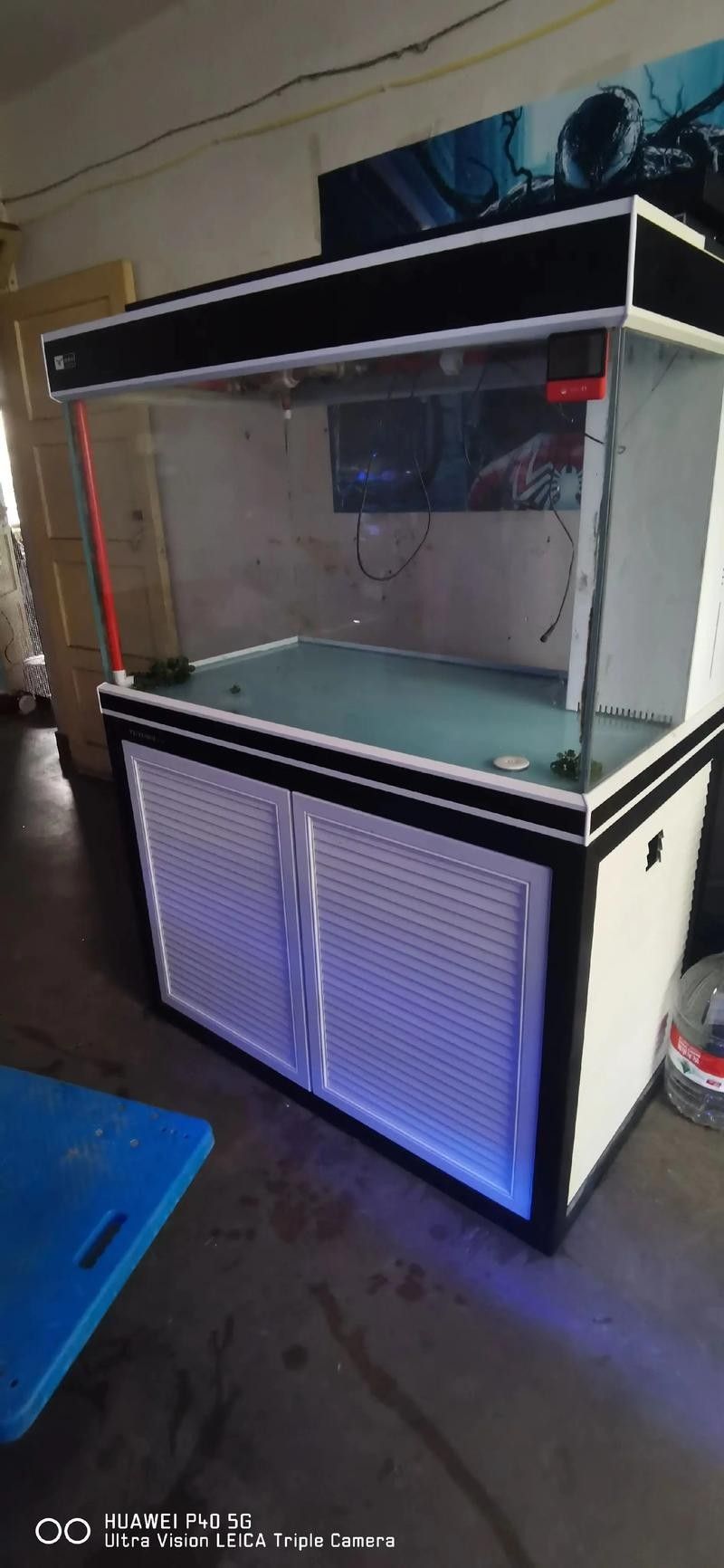 臺北哪個水族館龍魚好？祥龍魚場龍魚（臺北祥龍魚場） 臺北哪個水族館龍魚好？祥龍魚場龍魚（臺北祥龍魚場） 龍魚百科 第5張