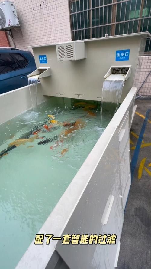 臺北哪個水族館龍魚好？祥龍魚場龍魚（臺北祥龍魚場） 臺北哪個水族館龍魚好？祥龍魚場龍魚（臺北祥龍魚場） 龍魚百科 第1張