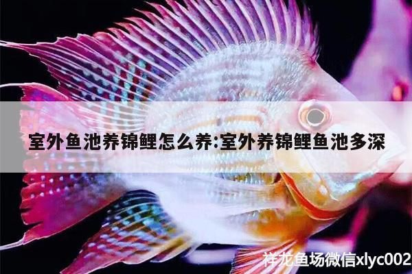 室外魚池養錦鯉怎么養:室外養錦鯉魚池多深（室外魚池養錦鯉怎么養）
