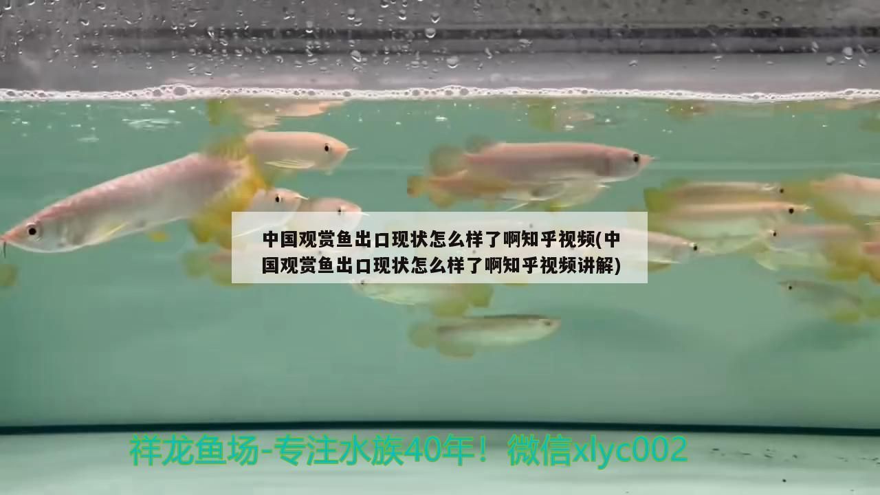 中國觀賞魚出口現(xiàn)狀怎么樣了啊知乎視頻(中國觀賞魚出口現(xiàn)狀怎么樣了啊知乎視頻講解)（中國觀賞魚出口現(xiàn)狀如何）