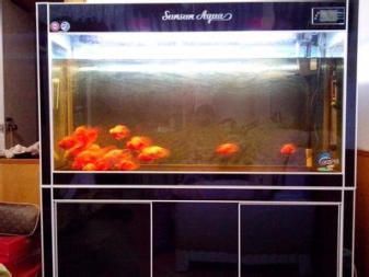家里的魚缸養(yǎng)幾條魚比較好（家庭養(yǎng)魚數(shù)量選擇）