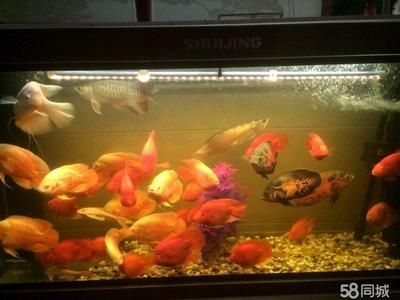 家里的魚缸養(yǎng)幾條魚比較好（家庭養(yǎng)魚數(shù)量選擇）