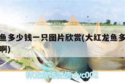 紅龍魚多少錢一只圖片欣賞(大紅龍魚多少錢一斤啊)（紅龍魚多少錢一只圖片欣賞）