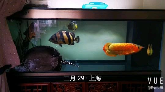 紅龍咚咚 日常喂食 3月29日（紅龍咚咚日常喂食的重要性，魚友群有人說換水不洗棉，洗棉不換水）