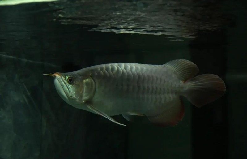 如何預防龍魚輕微掉眼？（如何預防龍魚掉眼）