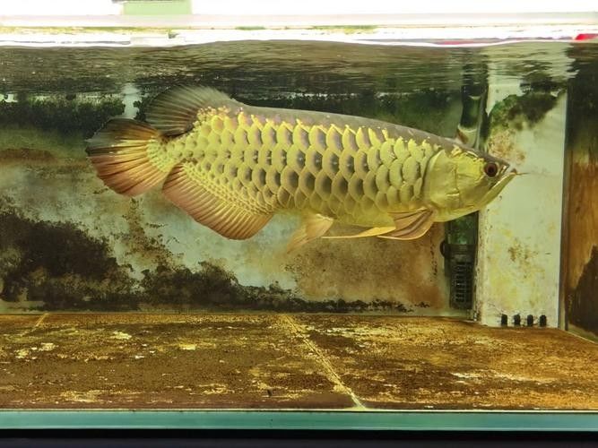 如何判斷寶石龍魚的品相？（如何判斷寶石龍魚品相）