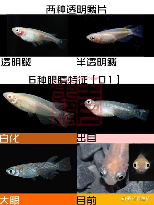 如何鑒別古典過背改良種？（_古典過背改良種的關(guān)鍵在于觀察其歷史背景）