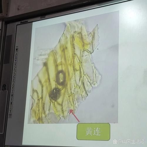 如何鑒別古典過背改良種？（_古典過背改良種的關(guān)鍵在于觀察其歷史背景）