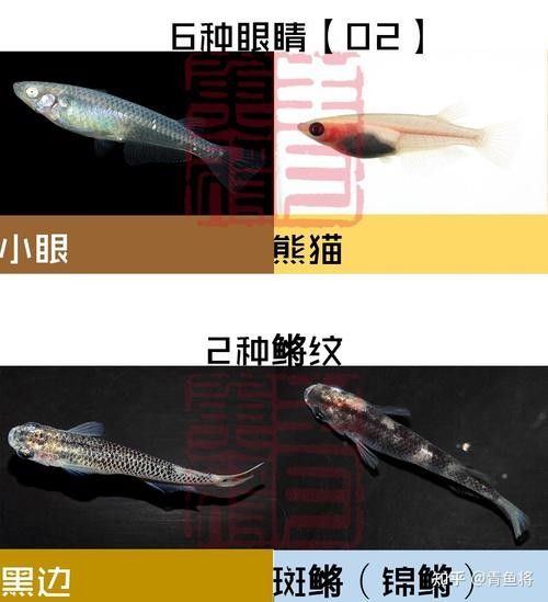 如何鑒別古典過背改良種？（_古典過背改良種的關(guān)鍵在于觀察其歷史背景）