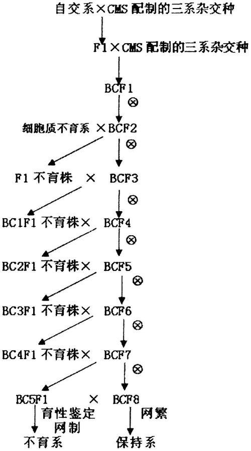 如何鑒別古典過背改良種？（_古典過背改良種的關(guān)鍵在于觀察其歷史背景）