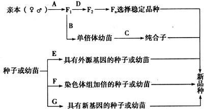 如何鑒別古典過背改良種？（_古典過背改良種的關(guān)鍵在于觀察其歷史背景）