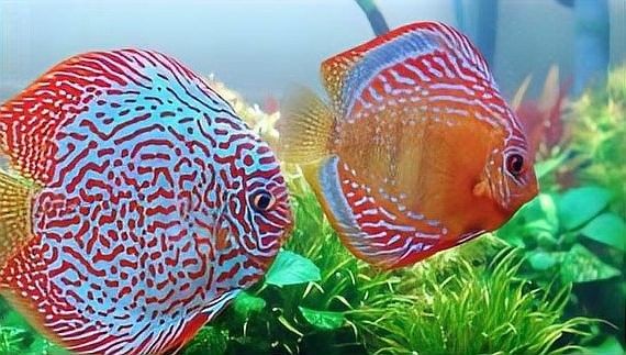 有哪些魚(yú)適合與埃及神仙魚(yú)混養(yǎng)？（埃及神仙魚(yú)可以和哪些魚(yú)混養(yǎng)） 有哪些魚(yú)適合與埃及神仙魚(yú)混養(yǎng)？（埃及神仙魚(yú)可以和哪些魚(yú)混養(yǎng)） 龍魚(yú)百科 第5張