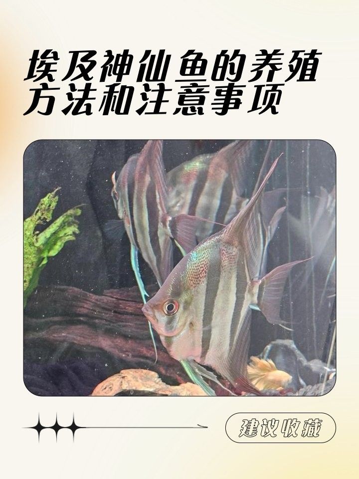 有哪些魚(yú)適合與埃及神仙魚(yú)混養(yǎng)？（埃及神仙魚(yú)可以和哪些魚(yú)混養(yǎng)） 有哪些魚(yú)適合與埃及神仙魚(yú)混養(yǎng)？（埃及神仙魚(yú)可以和哪些魚(yú)混養(yǎng)） 龍魚(yú)百科 第6張