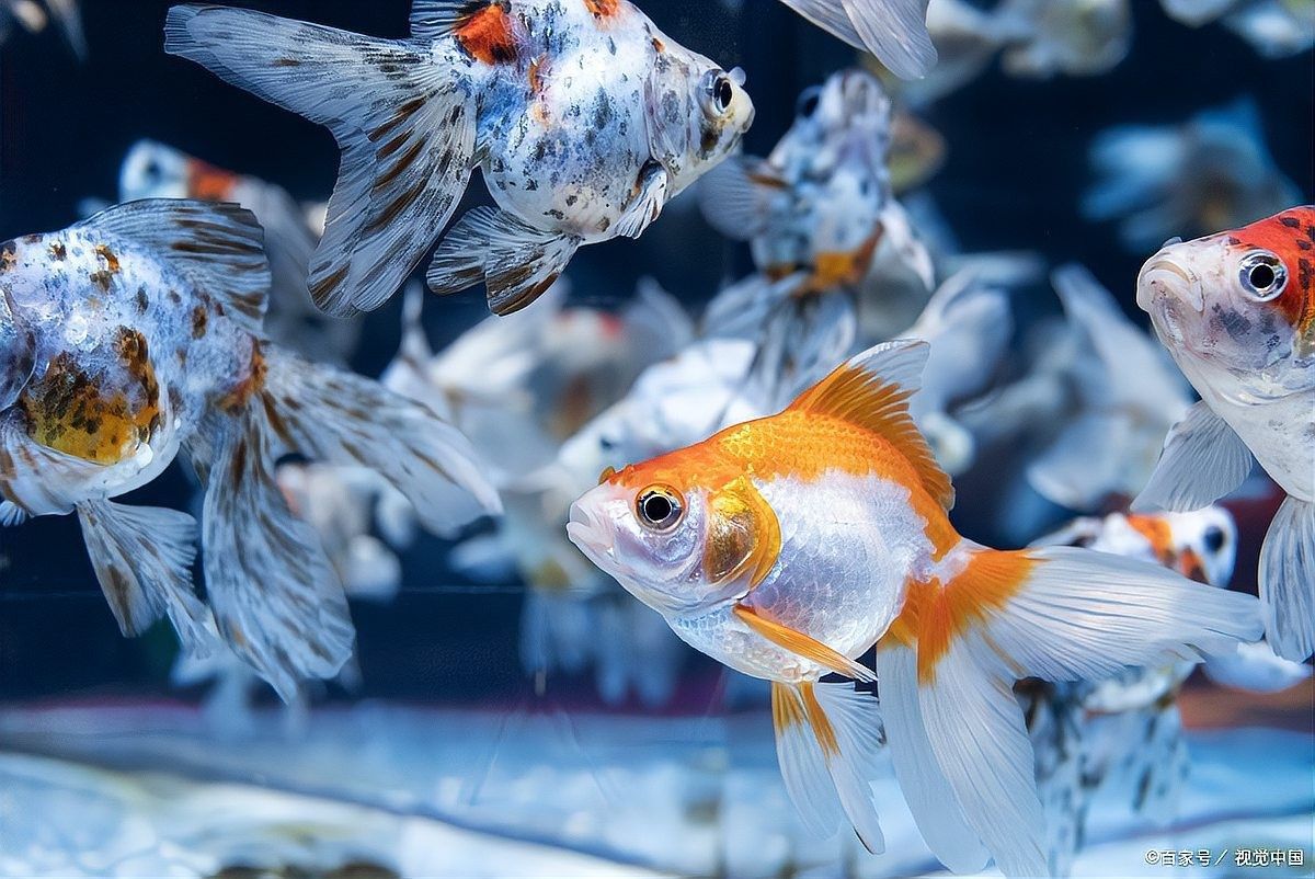 水質問題導致的黑斑如何處理（金魚長黑斑怎么辦）