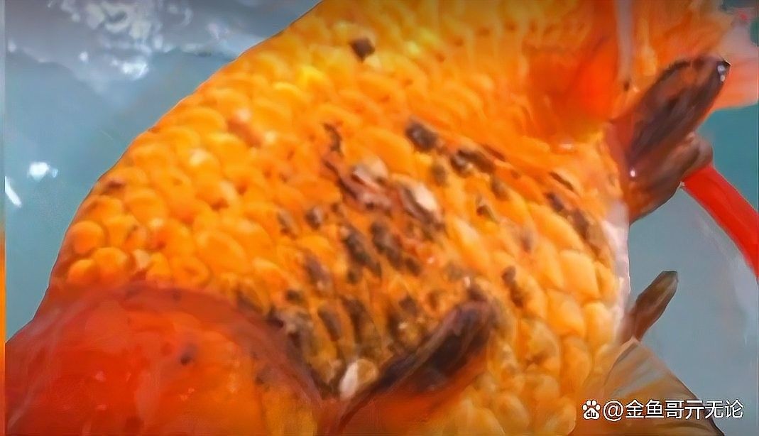水質問題導致的黑斑如何處理（金魚長黑斑怎么辦）