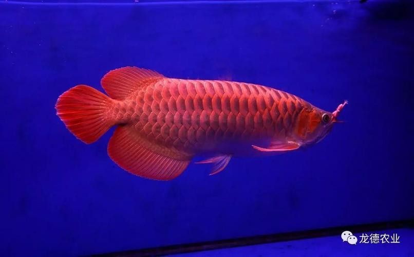 印尼大湖龍魚的價(jià)格是多少（印尼大湖龍魚的價(jià)格）