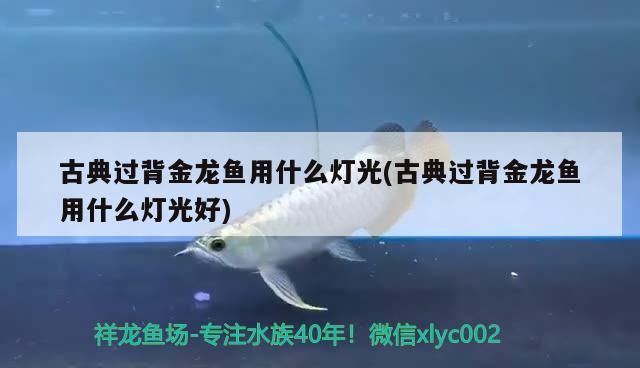 古典過背金龍魚用什么燈光(古典過背金龍魚用什么燈光好)（古典過背金龍魚用什么燈光）