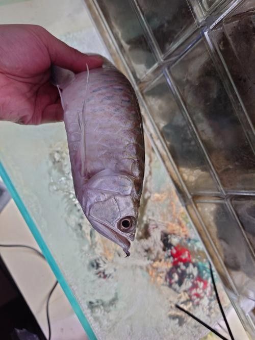 黑帶龍魚的價格是多少（20-30公分龍魚飼養技巧與注意事項）