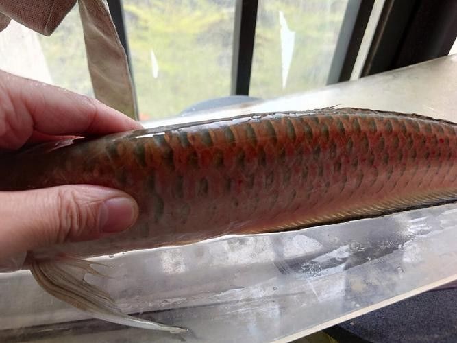 黑帶龍魚的價格是多少（20-30公分龍魚飼養技巧與注意事項）