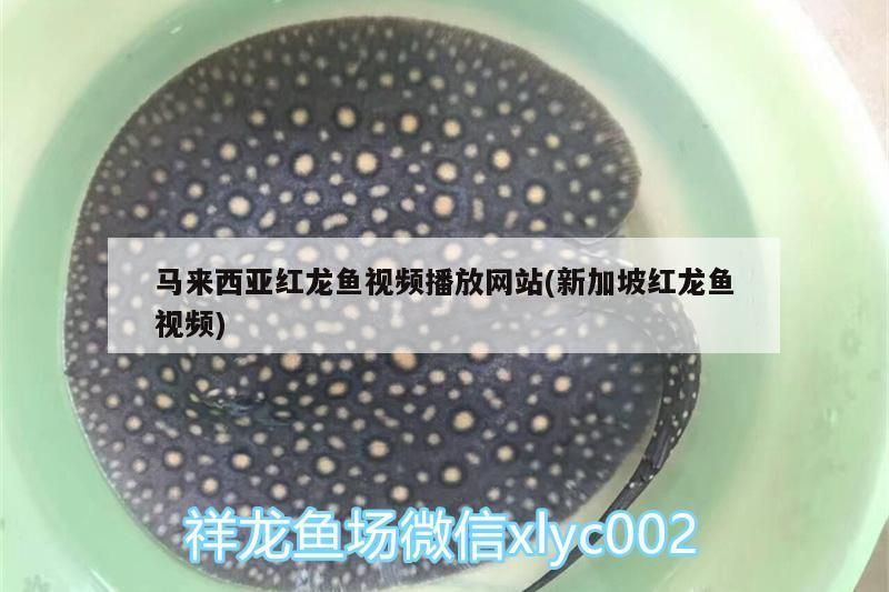 馬來西亞紅龍魚視頻播放網(wǎng)站(新加坡紅龍魚視頻)（馬來西亞紅龍魚播放網(wǎng)站）