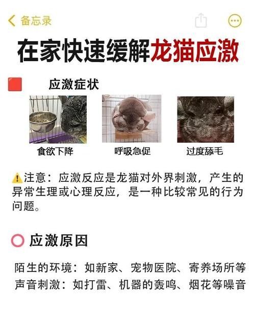 龍貓和貓共養有哪些風險？（貓和貓共養存在哪些風險）
