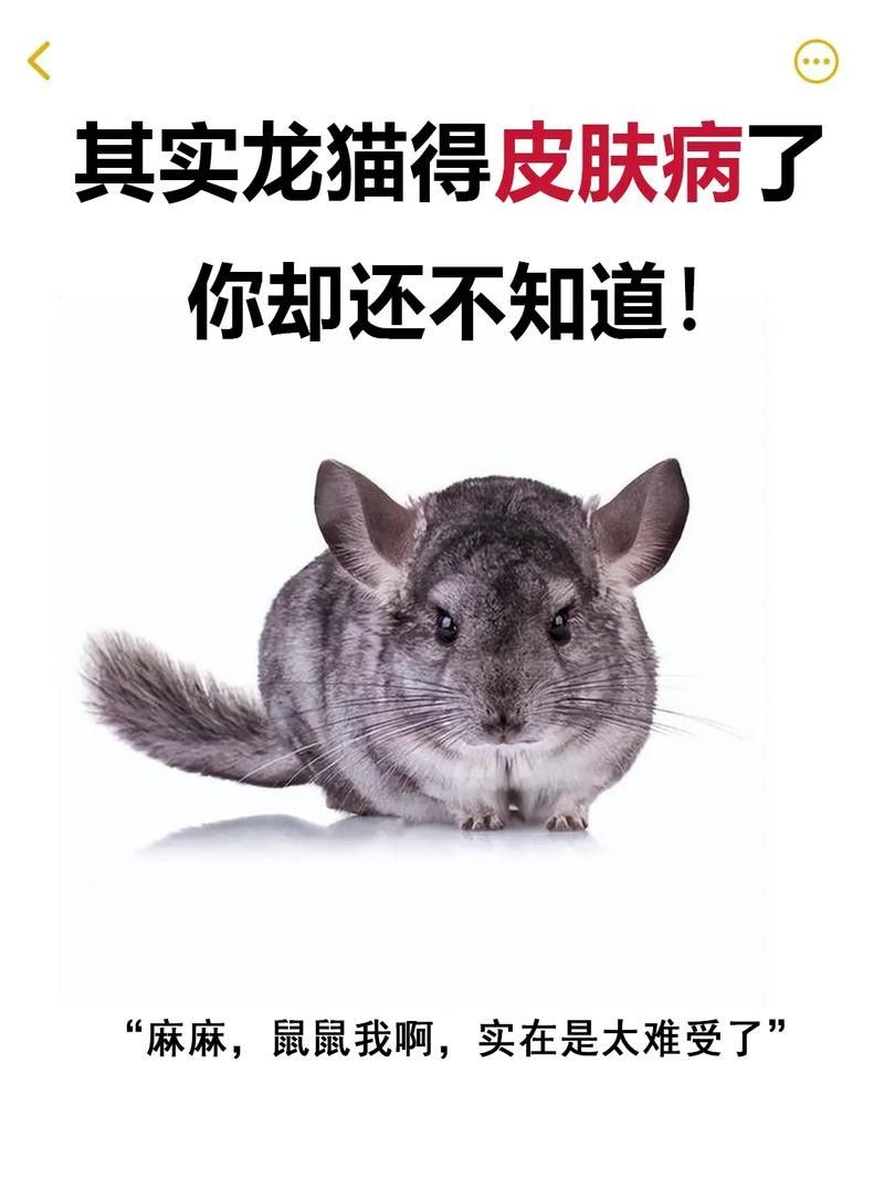 龍貓和貓共養有哪些風險？（貓和貓共養存在哪些風險）