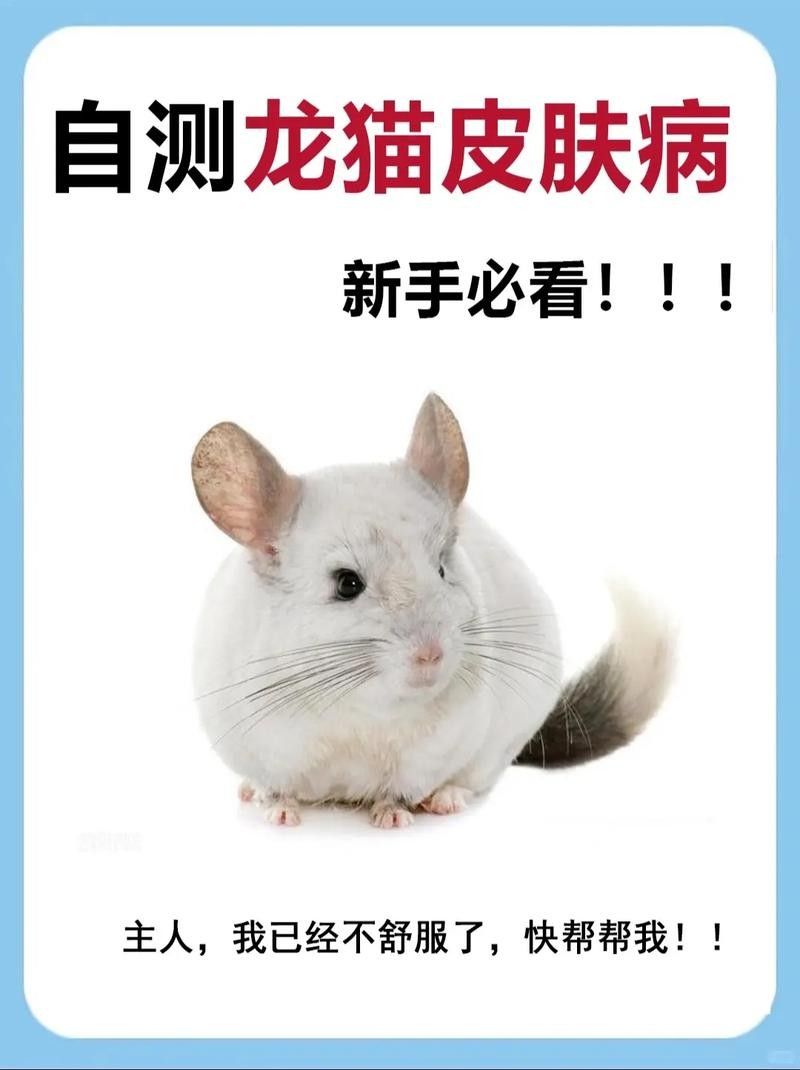 龍貓和貓共養有哪些風險？（貓和貓共養存在哪些風險）