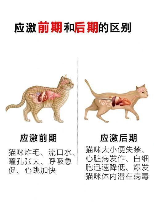 龍貓和貓共養有哪些風險？（貓和貓共養存在哪些風險）
